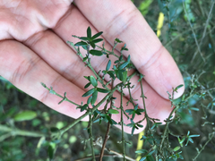 Coprosma propinqua
