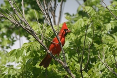 Cardinalis cardinalis mariae
