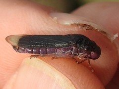 Oncometopia cordillerensis