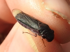 Oncometopia cordillerensis