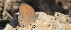 Pindis squamistriga