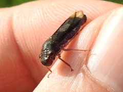 Oncometopia cordillerensis