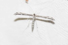 Hellinsia inquinatus