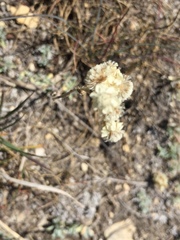 Antennaria microphylla