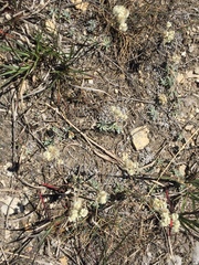 Antennaria microphylla
