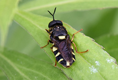 Stratiomys badia