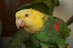 Amazona oratrix tresmariae