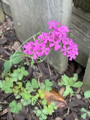 Atocion armeria