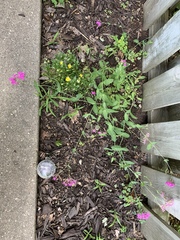 Atocion armeria