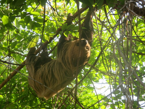 Linnaeus's Two-toed Sloth