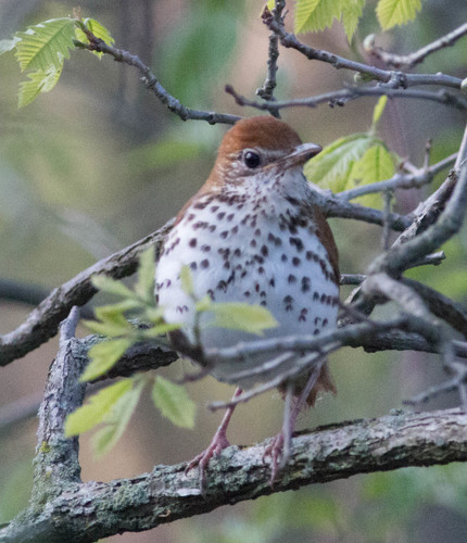 Wood Thrush, photo 8 of 8