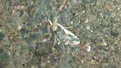 Loxostege albiceralis