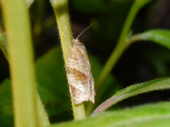 Choristoneura albaniana