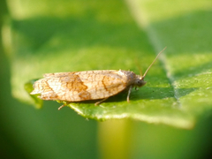 Choristoneura albaniana