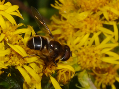 Eristalis obscura