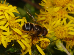 Eristalis obscura