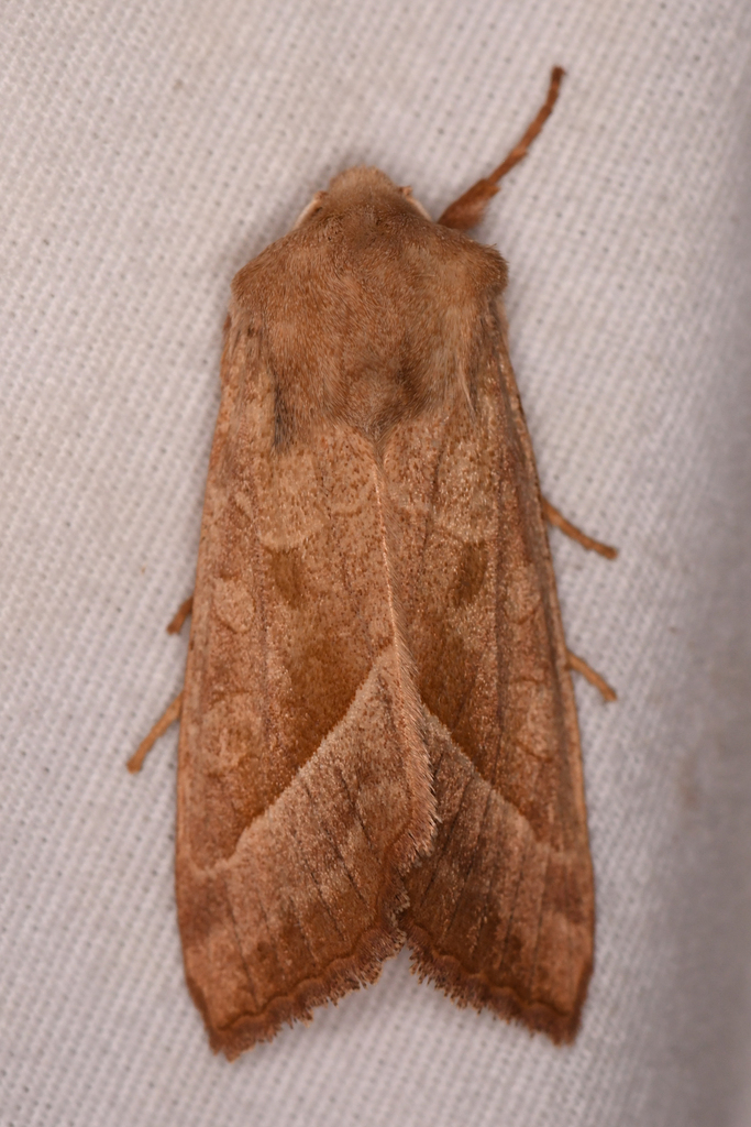 Hydraecia obliqua
