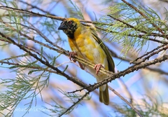 Ploceus velatus caurinus