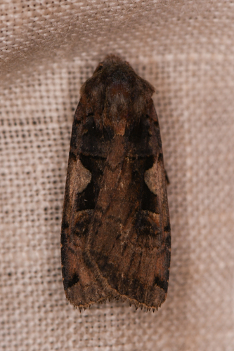 Setaceous Hebrew Character photo 5
