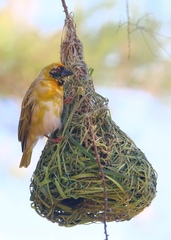 Ploceus velatus caurinus