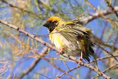 Ploceus velatus caurinus