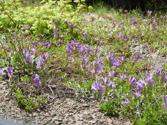 Penstemon cardwellii