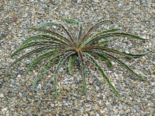 Manfreda undulata 3
