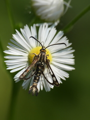 Pyropteron triannuliformis
