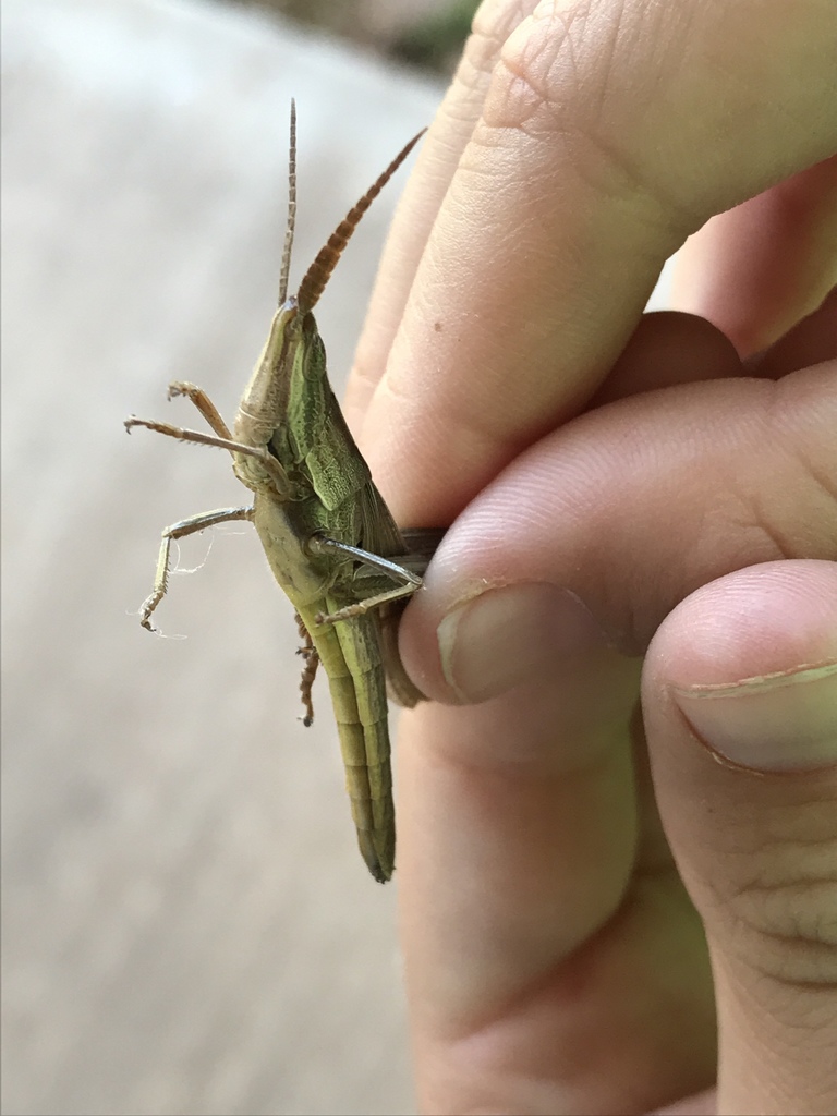 Bunch Grass Locust
