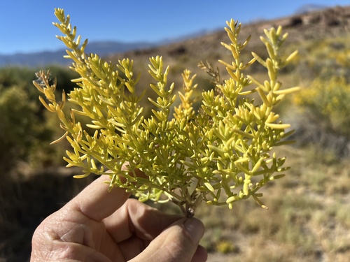 Image of Nitrophila occidentalis by (c) Steve Matson, some rights reserved (CC BY)