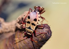 Probergrothius angolensis