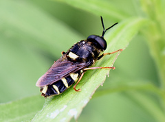 Stratiomys badia
