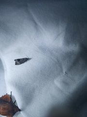 Notocelia uddmanniana