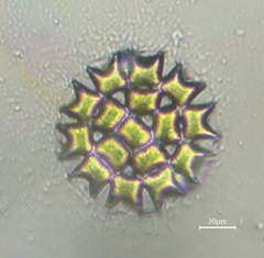 Pediastrum duplex