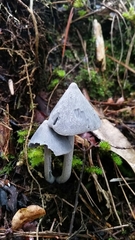 Entoloma canoconicum
