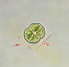 Desmidiaceae