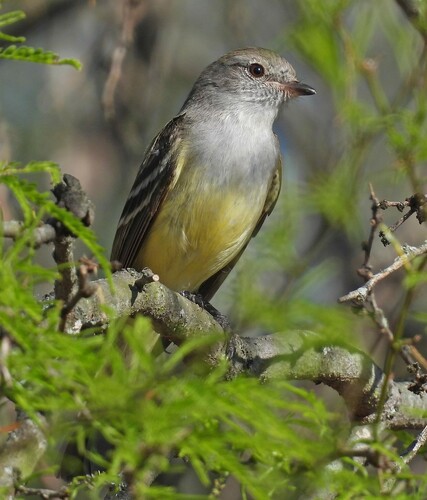Mouse-colored Tyrannulet (Nesotriccus murinus), photo 4