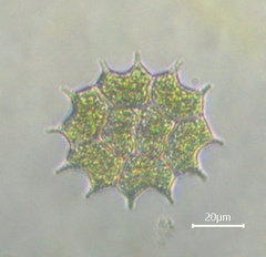 Pseudopediastrum boryanum