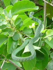 Philothamnus semivariegatus