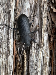 Iphthiminus serratus