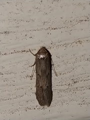 Holcocera chalcofrontella