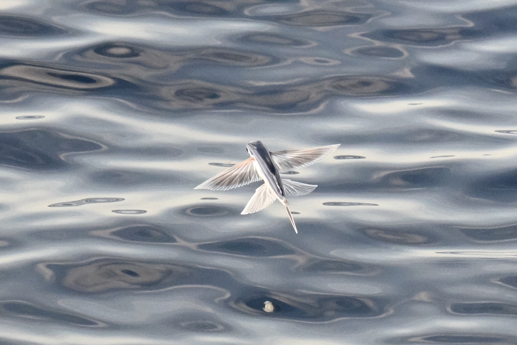 Spotfin flyingfish