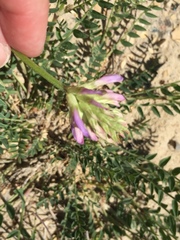 Astragalus laxmannii