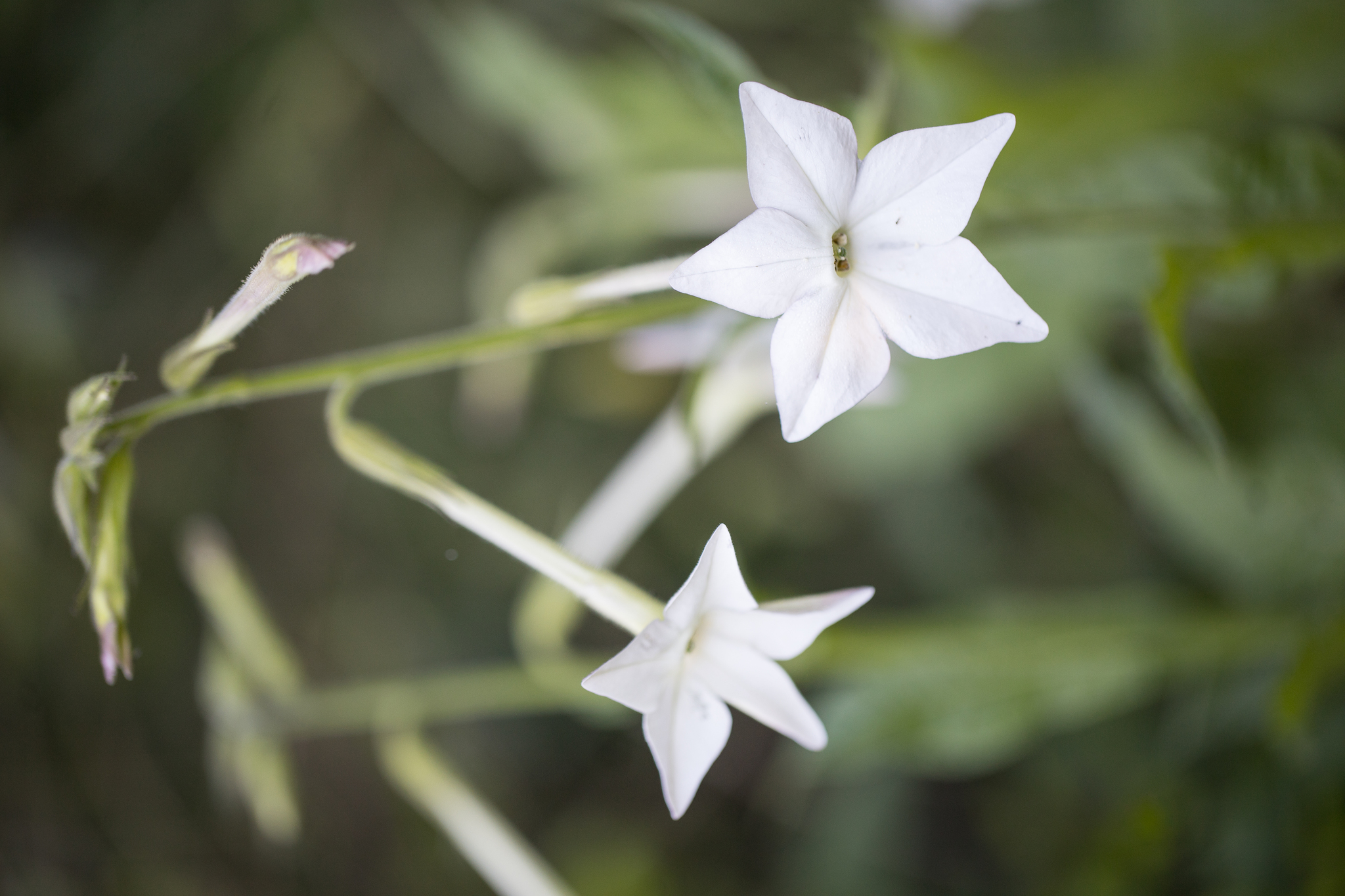 Nicotiana longiflora