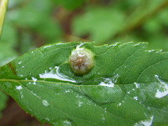 Lasioptera spiraeafolia