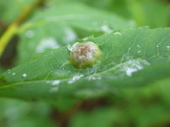 Lasioptera spiraeafolia