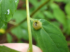 Lasioptera spiraeafolia
