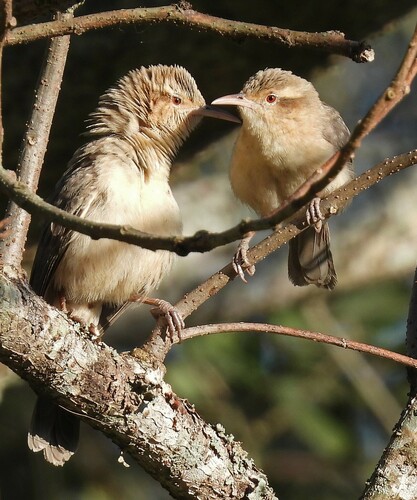 Thrush-like Wren (Campylorhynchus turdinus), photo 9