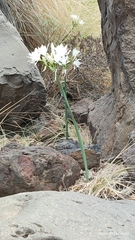 Canary Island Sea Daffodil (Pancratium canariense)