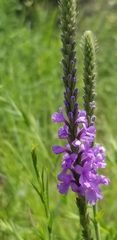 Verbena stricta